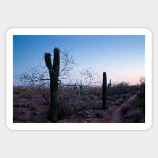 Walking with Saguaro Sticker